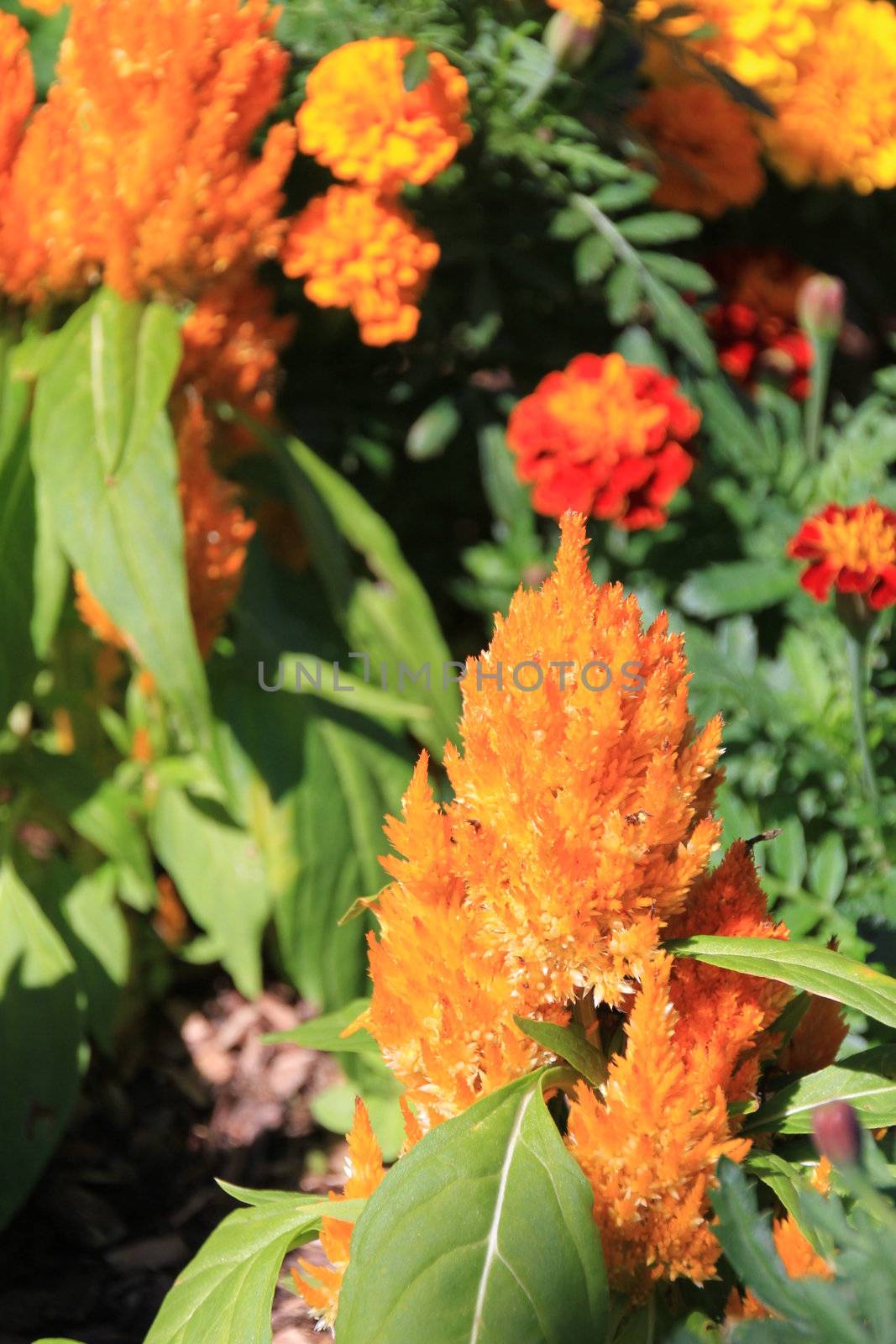 Orange Feather Plant by KirbyWalkerPhotos