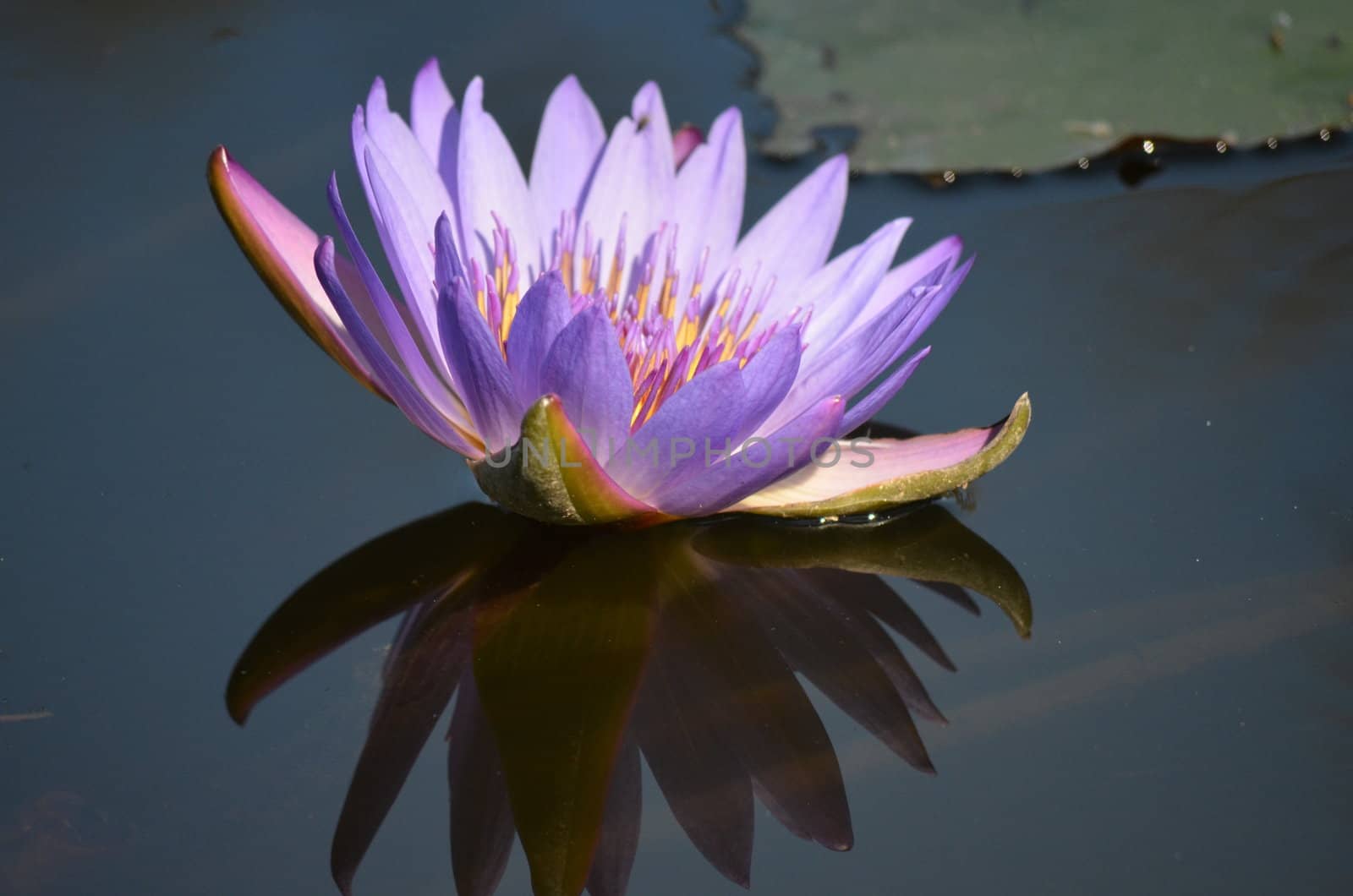Purple Lotus in a pond casting a shadow