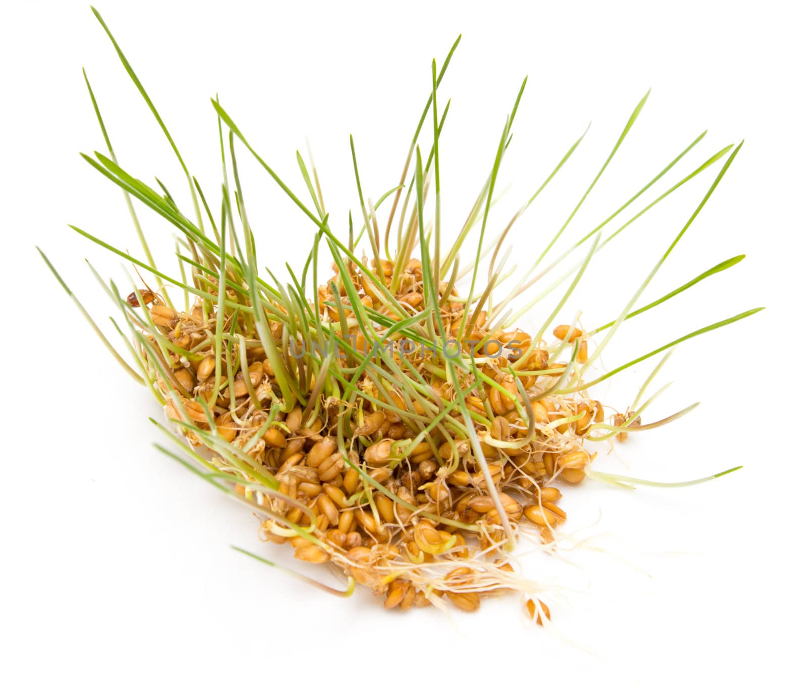 young wheat sprouts on a white background  by schankz