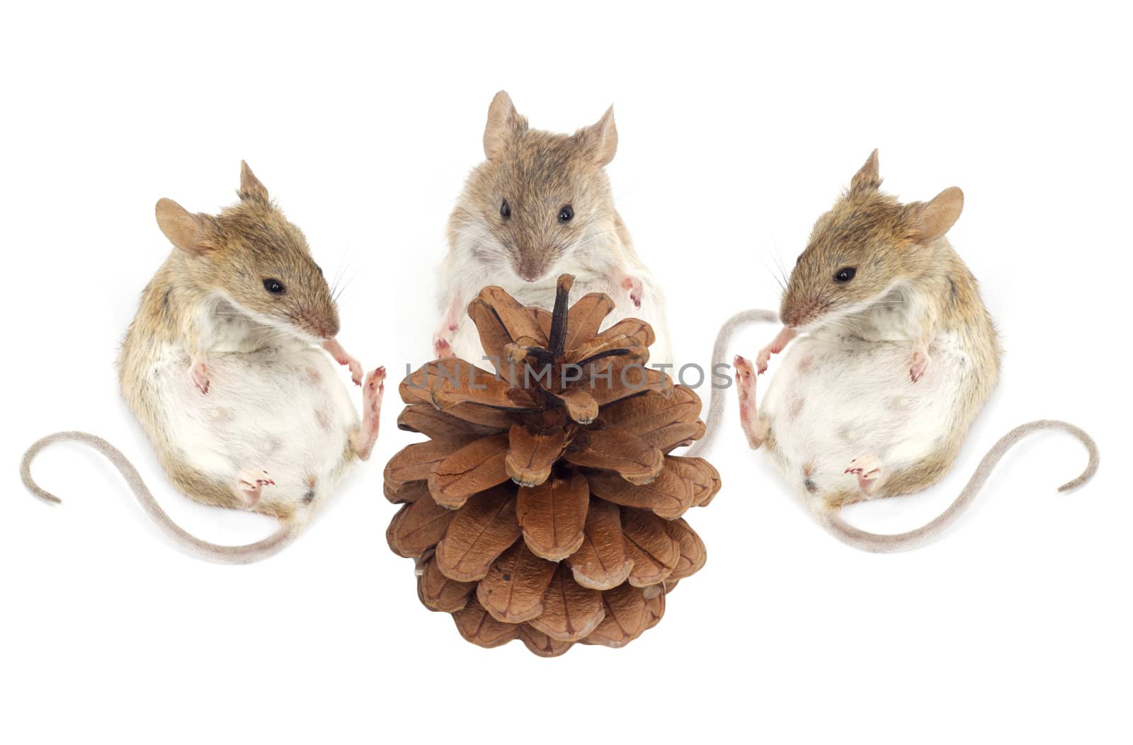 three mouse sit and look at the pine nuts on a white background