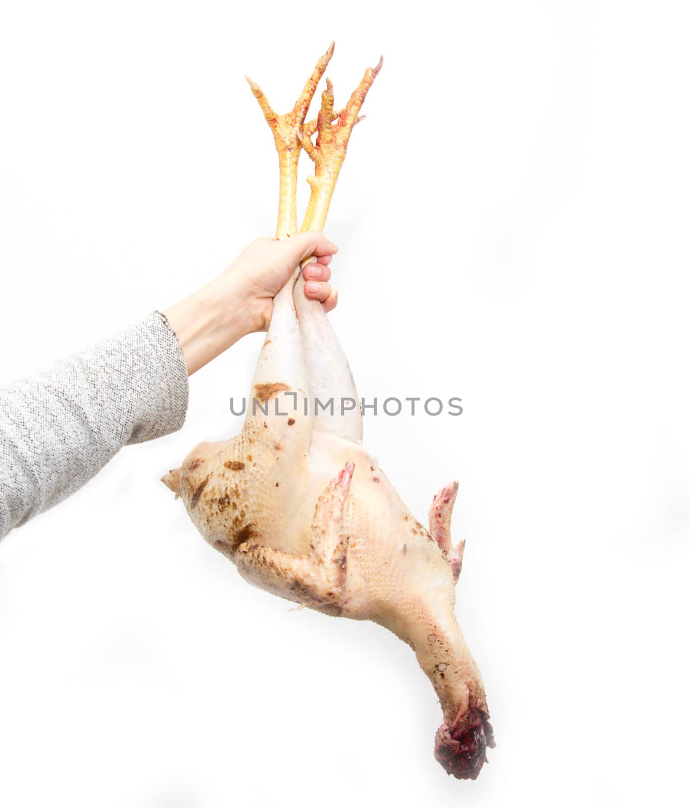 singed the chicken in his hand on a white background