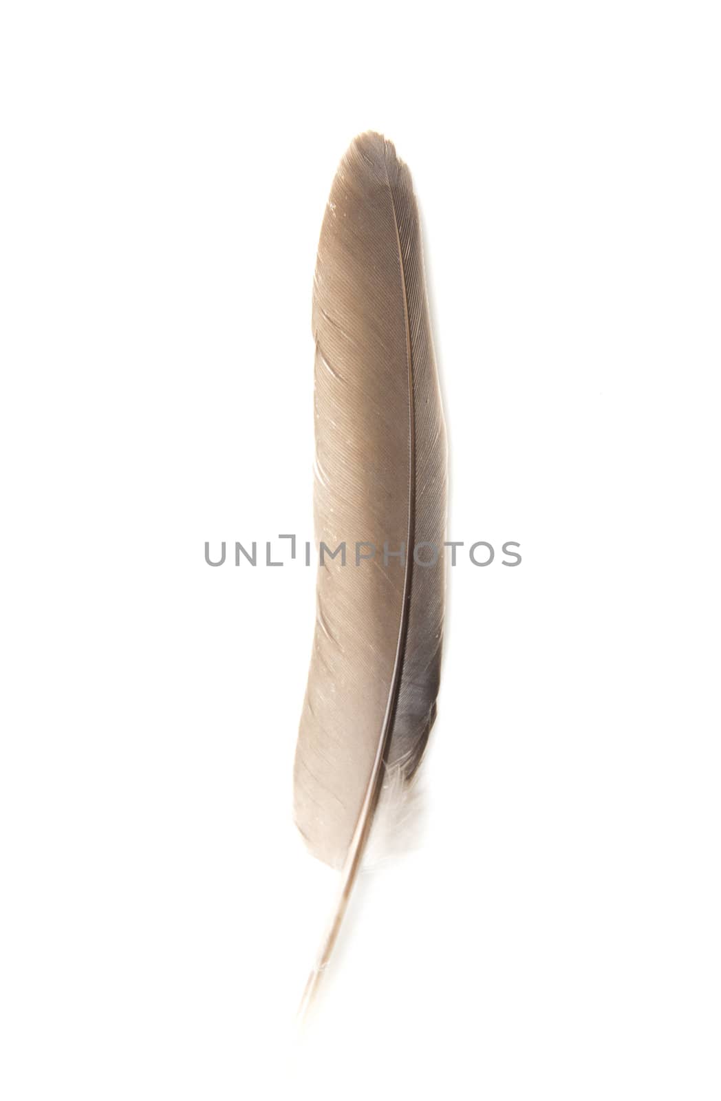  Feather of a pigeon on a white background