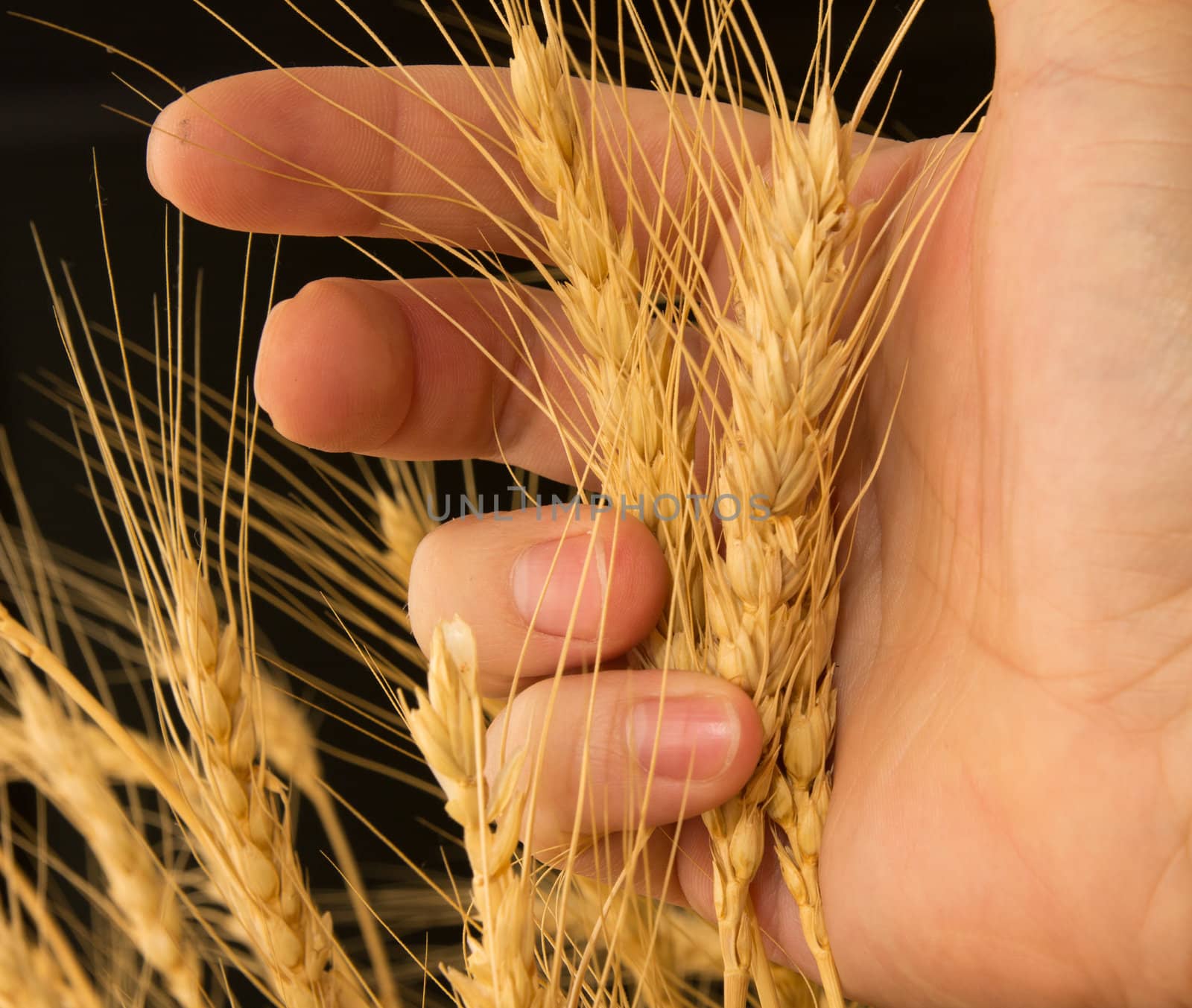 Wheat in a hand on a black background