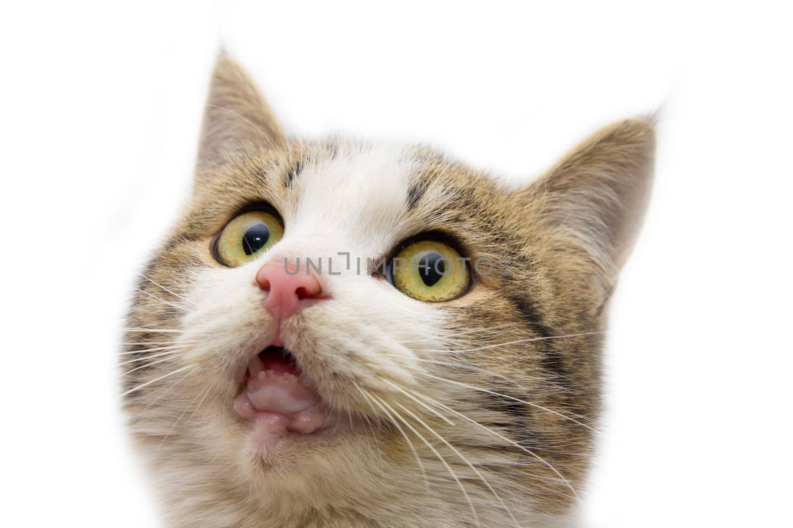 portrait of a cat on a white background
