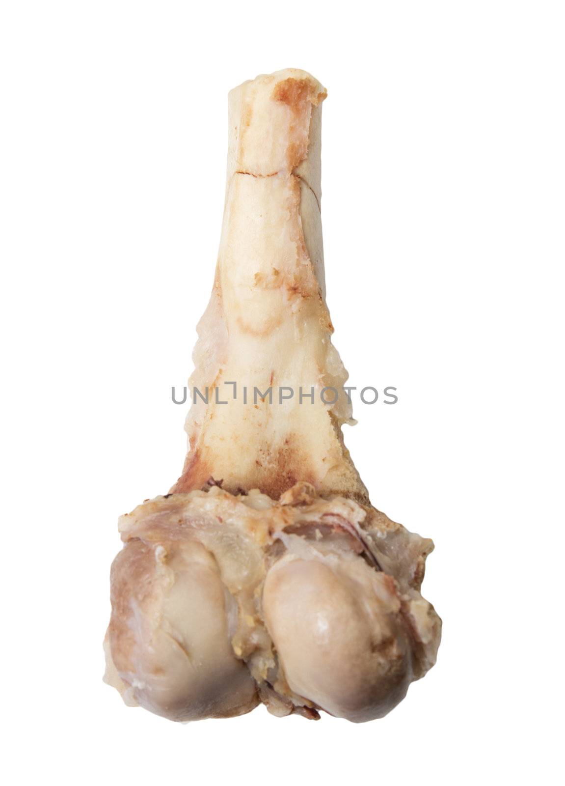 bone on a white background