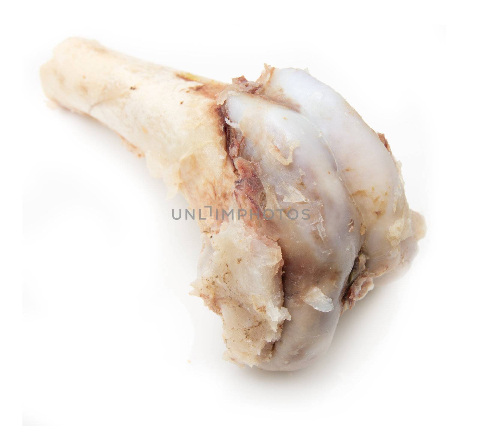 bone on a white background