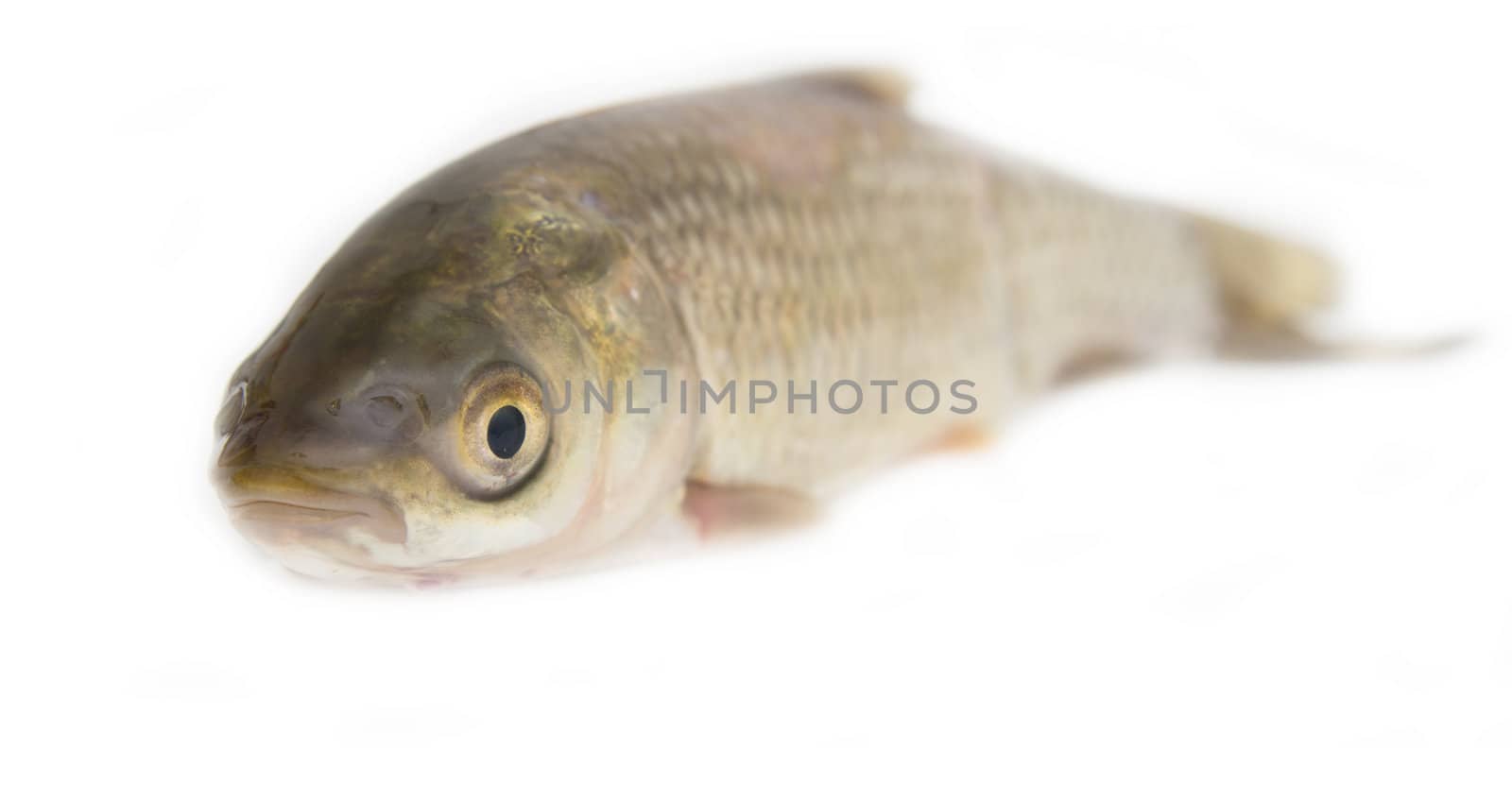 grass carp isolated on white 
