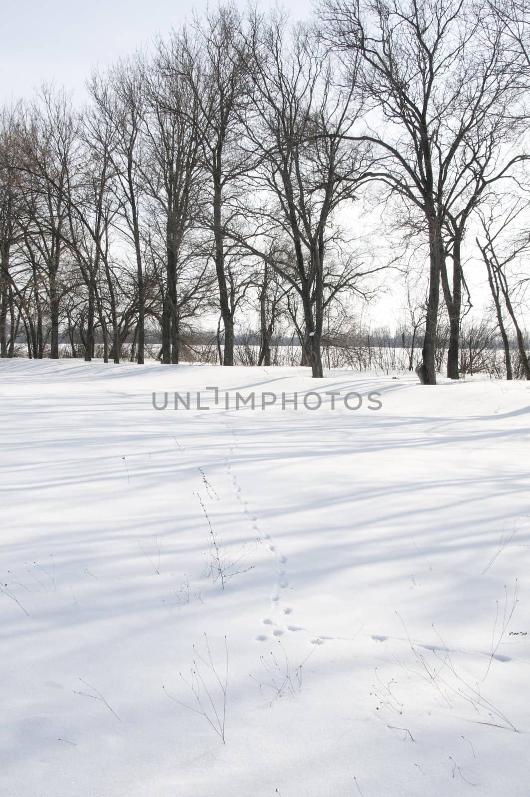 Snowy Lane by iryna_rasko