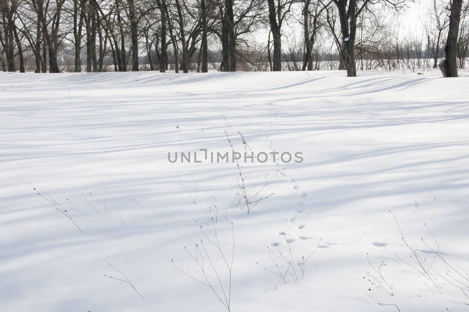 Snowy Lane by iryna_rasko