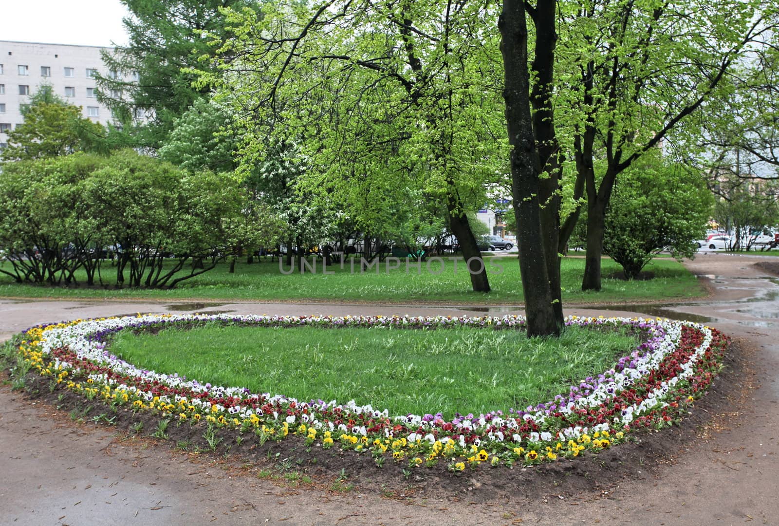 Flower bed in a city park spring rain