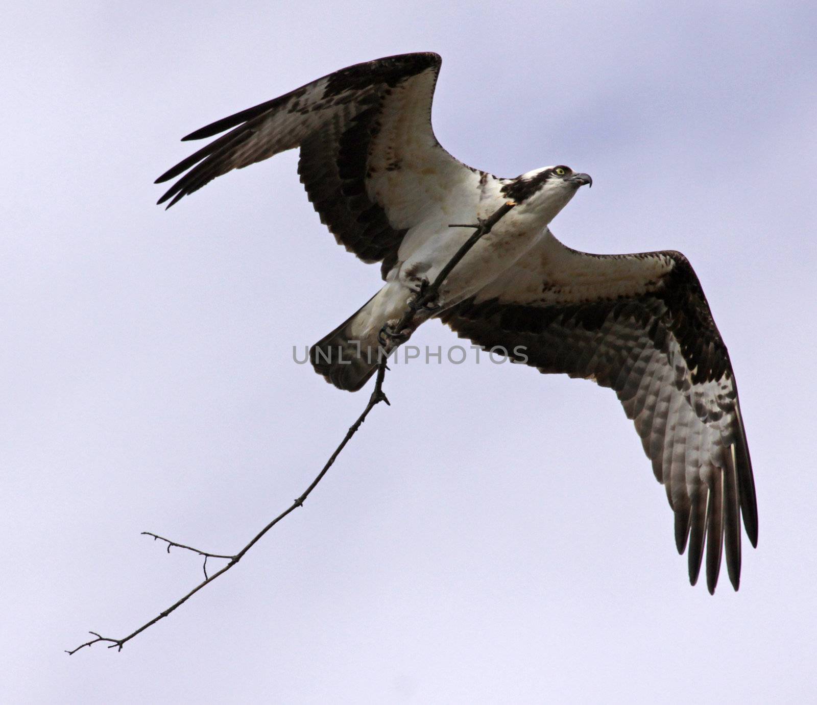 Nest Building Osprey
 by ca2hill