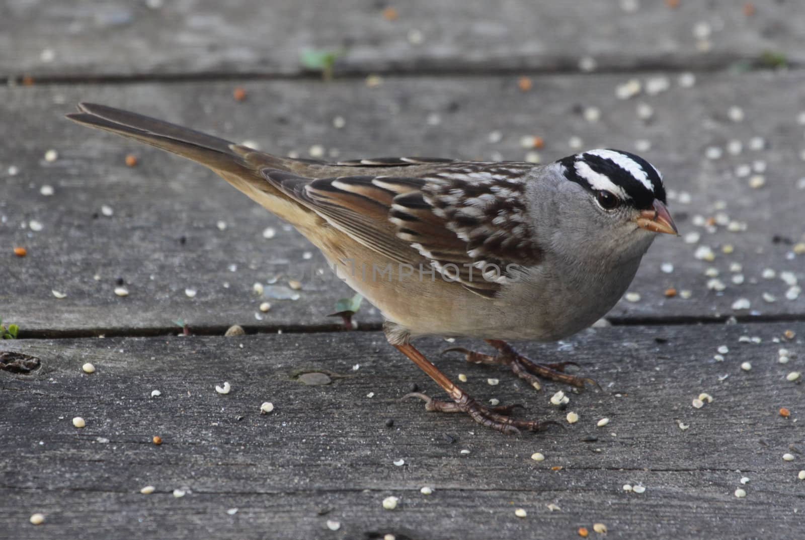 A foraging White-crowned Sparrow (Zonotrichia leucophrys) eating seeds on a deck.