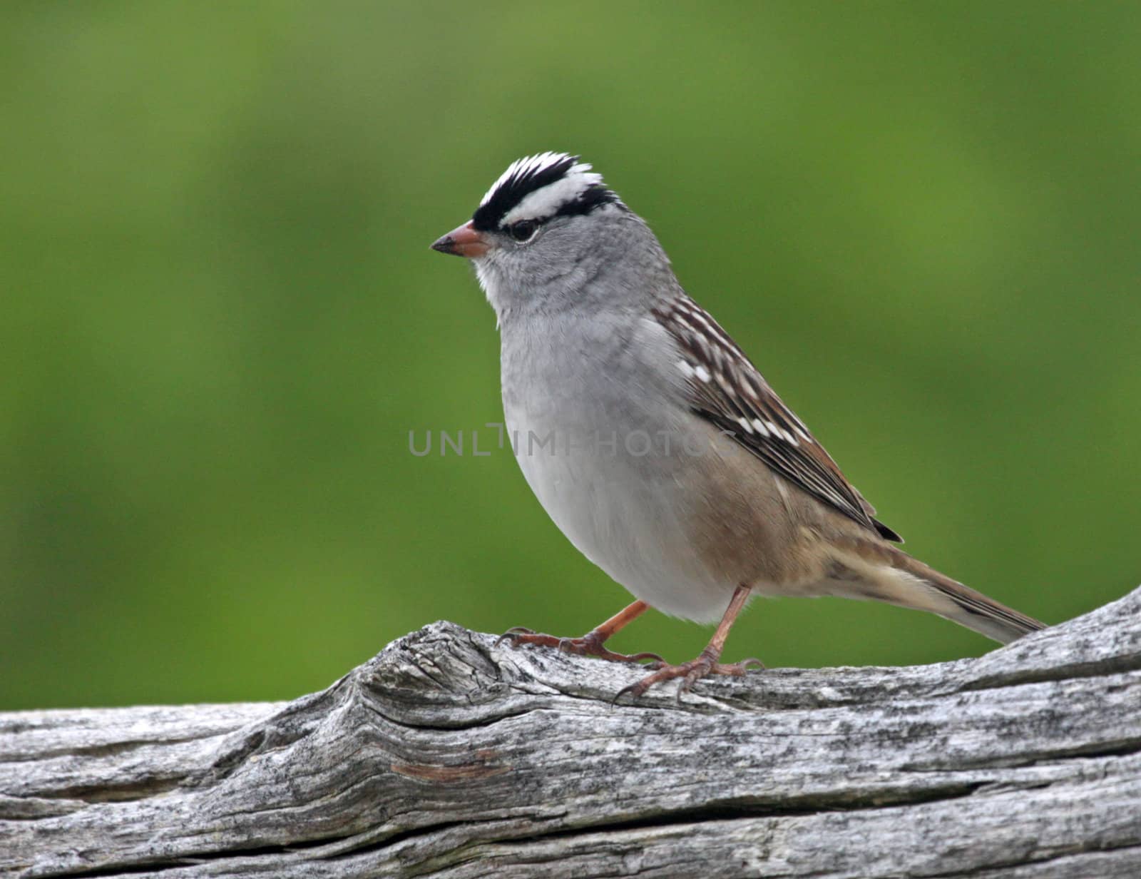 A perched White-crowned Sparrow (Zonotrichia leucophrys) sittings on a log.

