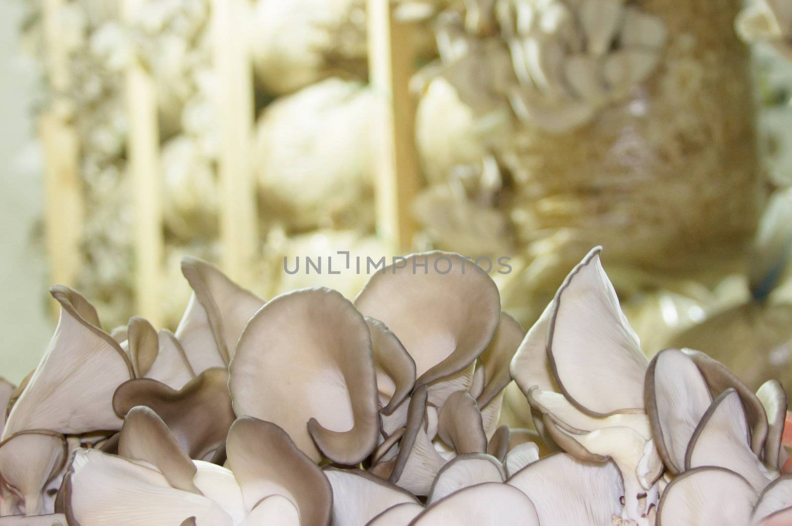 Oyster mushrooms cultivation on the plastic bag with mycelium