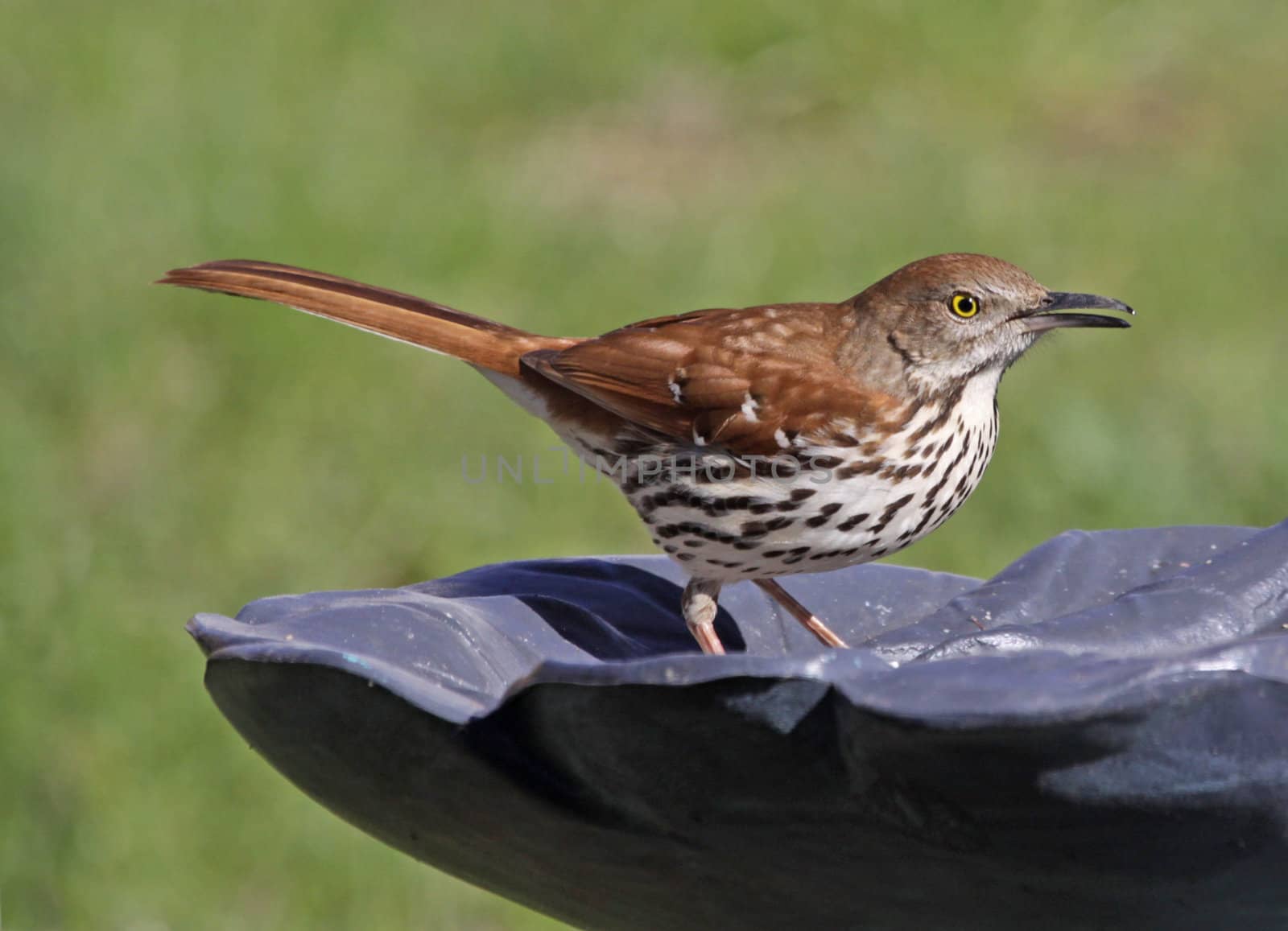 Snacking Brown Thrasher
 by ca2hill