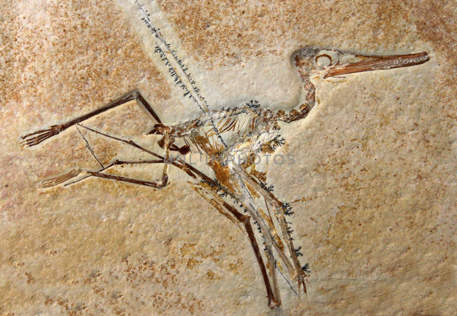 Pterodactylus Elegans Fossil by ca2hill