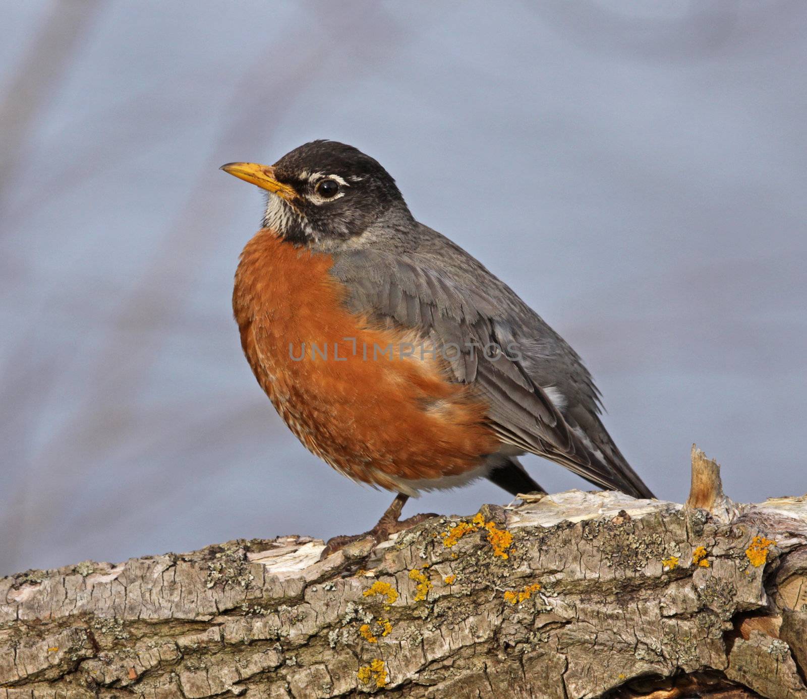 An American Robin (Turdus migratorius) perched in a tree.  
