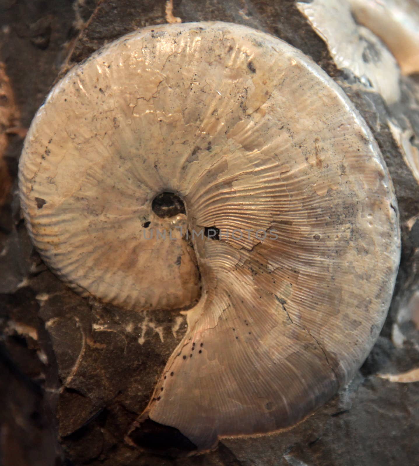 An closeup of a crustacean fossil.
