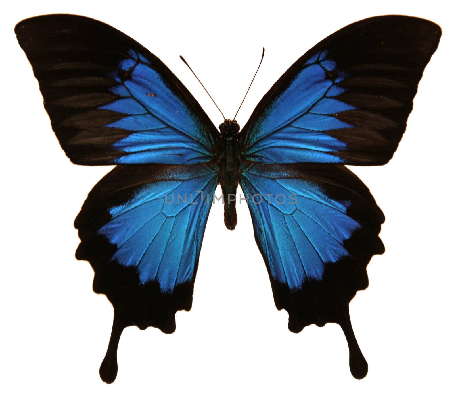 An isolated shot of a Papilio Ulysses butterfly.
