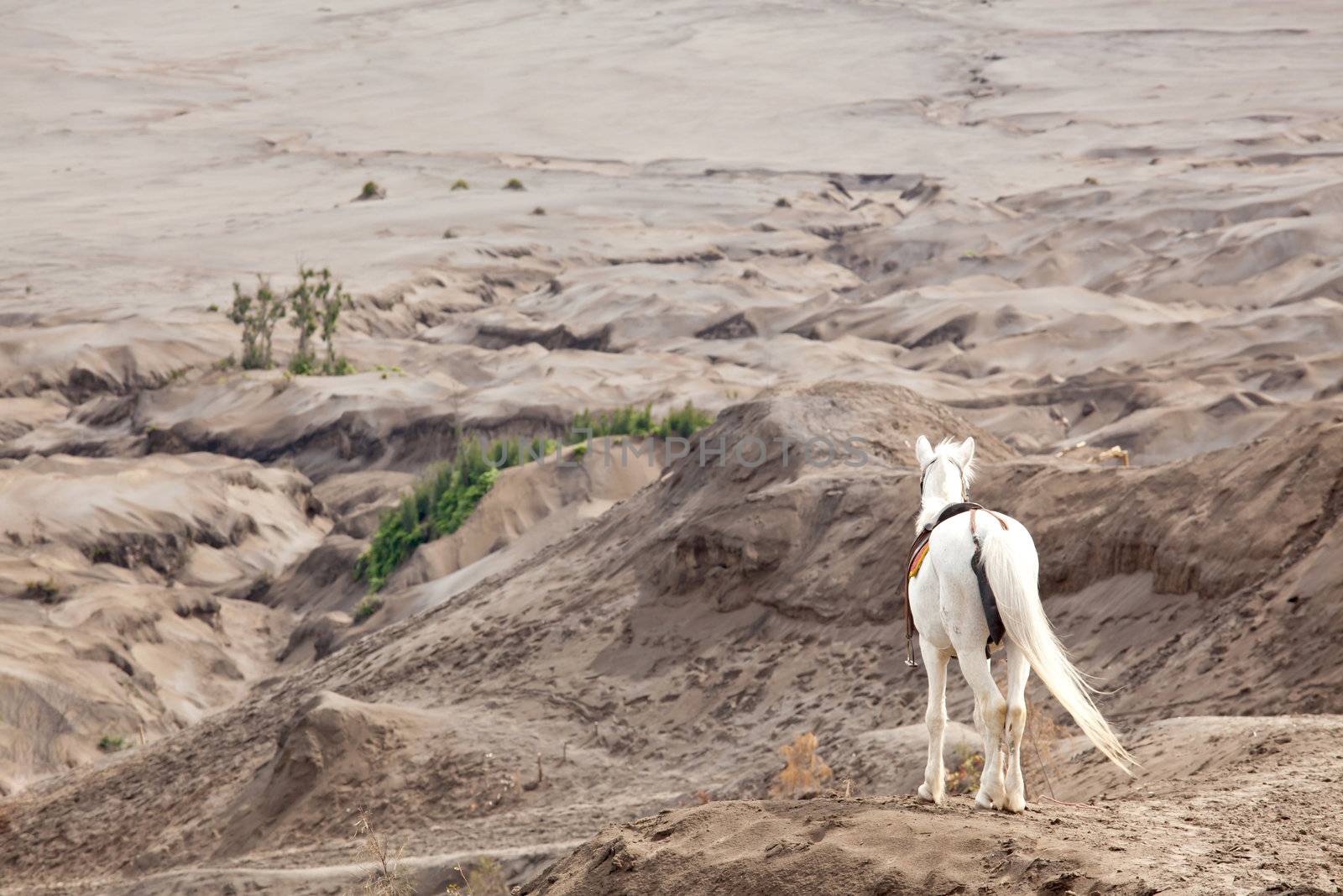 White hourse stand at Desert Sand Dune Mountain Landscape of Bromo Volcano crater, East Java Island Indonesia (Selective focus at hourse)