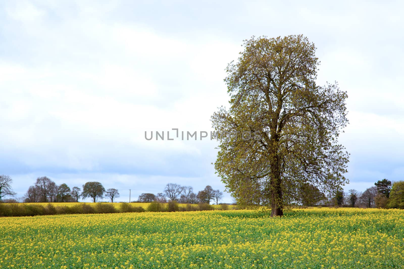 Tree with yellow Canola oilseed flower Field