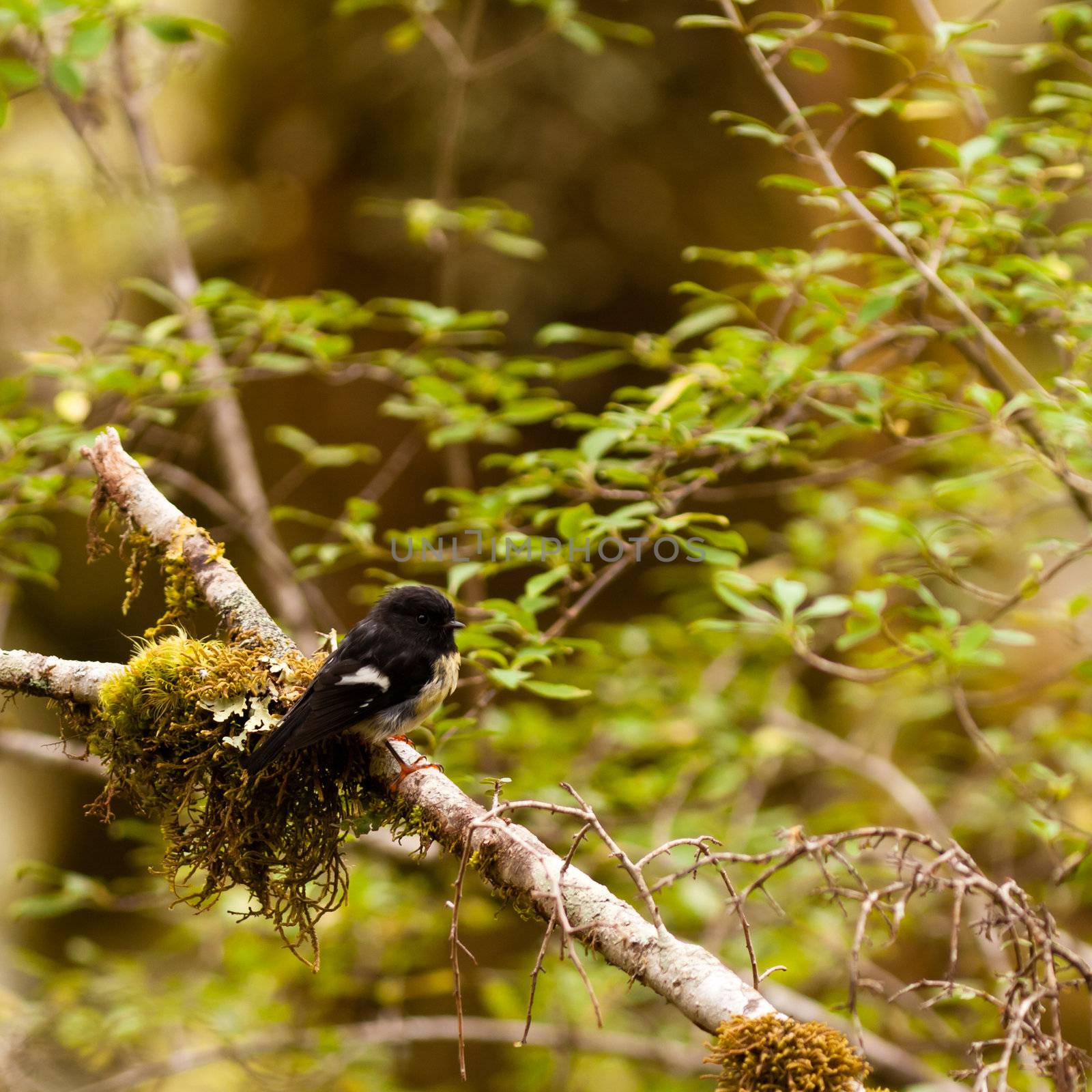 Endemic New Zealand passerine bird Tomtit, Petroica macrocephala, in mountain beech rainforest