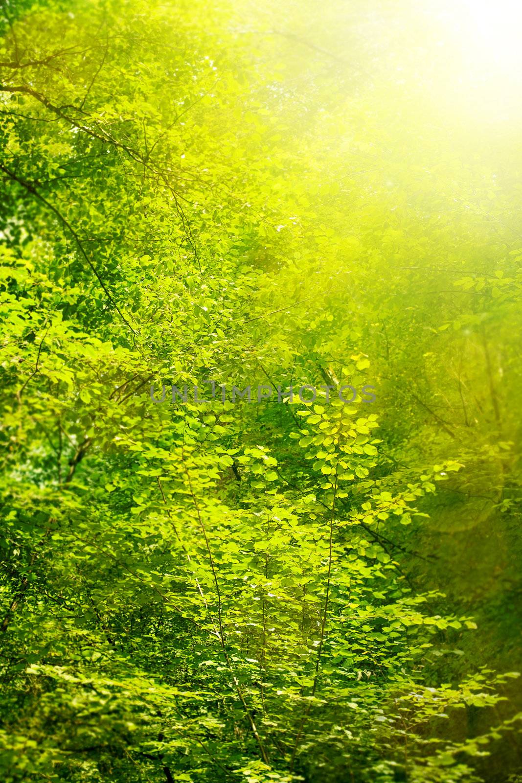 background with fresh green leaves