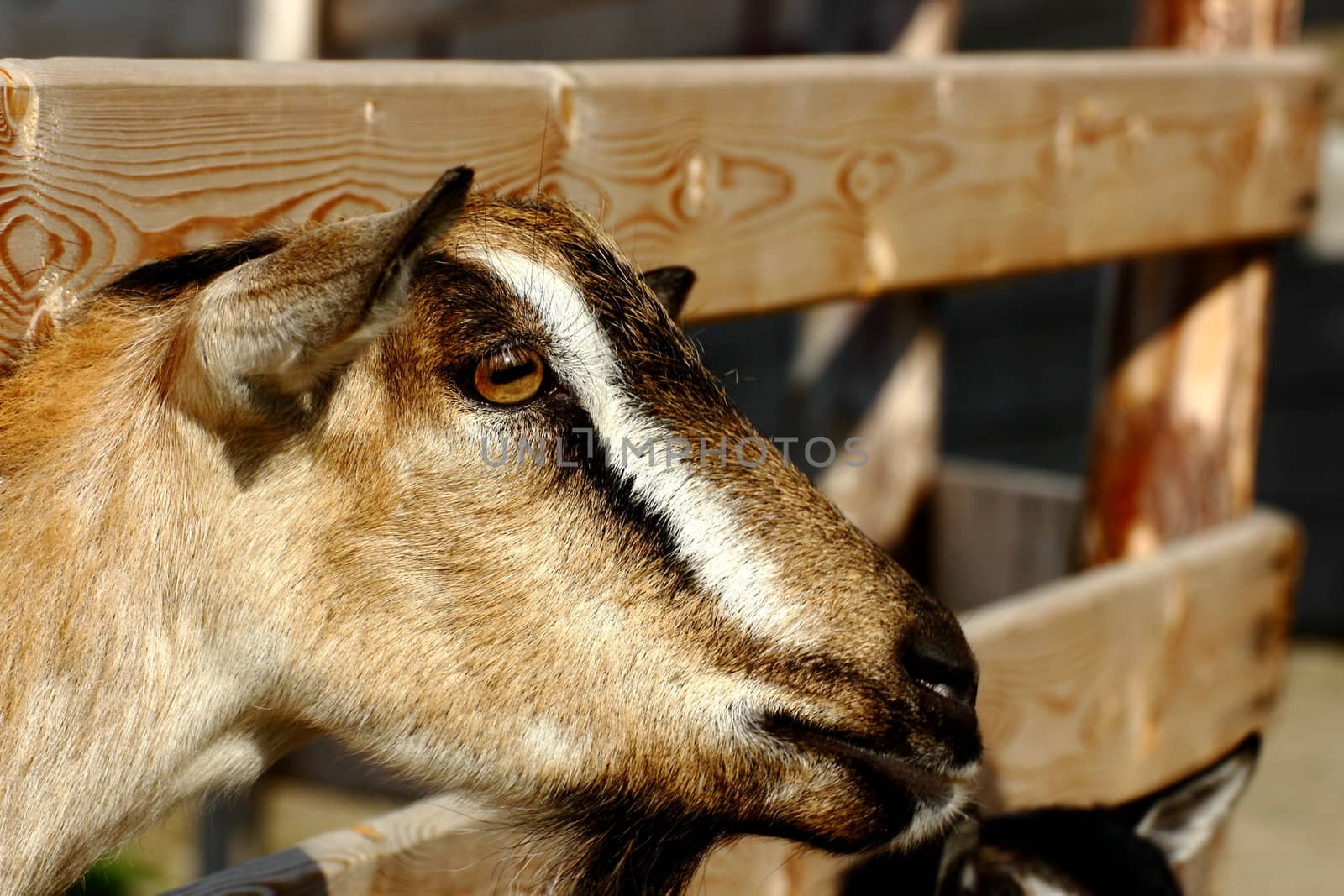 portrait of brown goat lifting its head through the fence