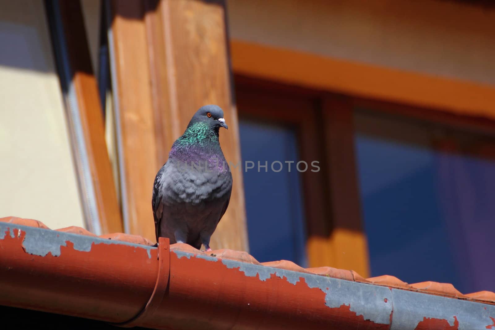 male pigeon standing up on a roof