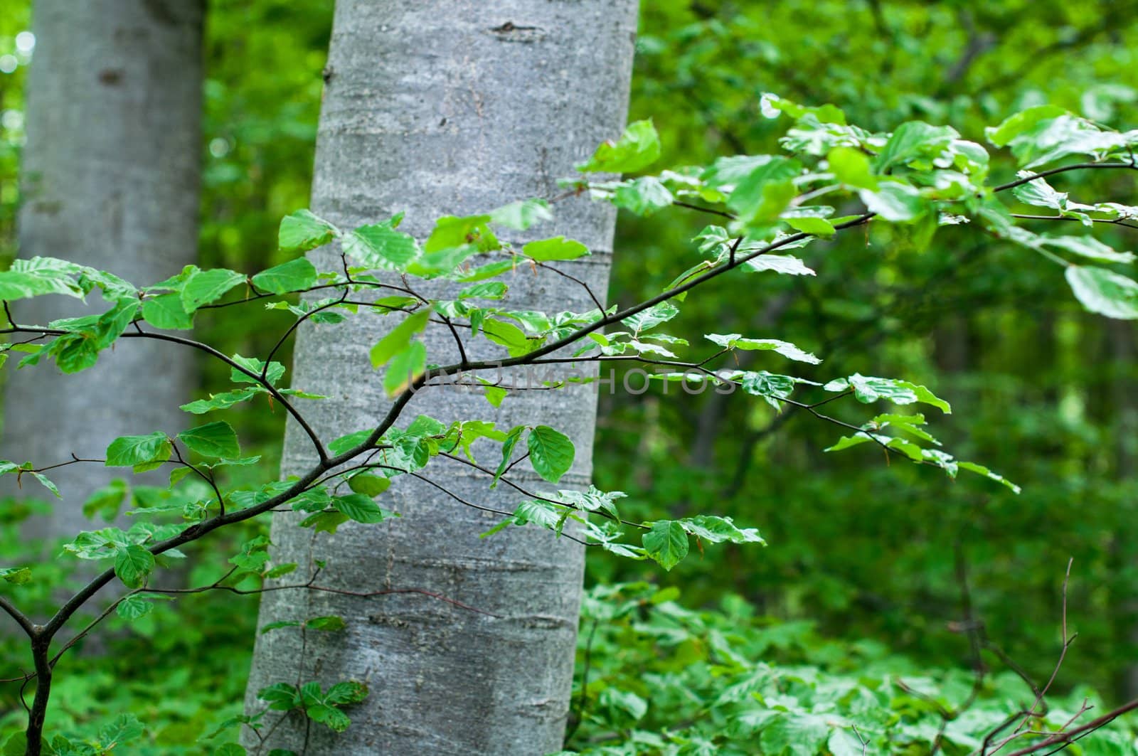 Looking up into beech foliage in early springtime