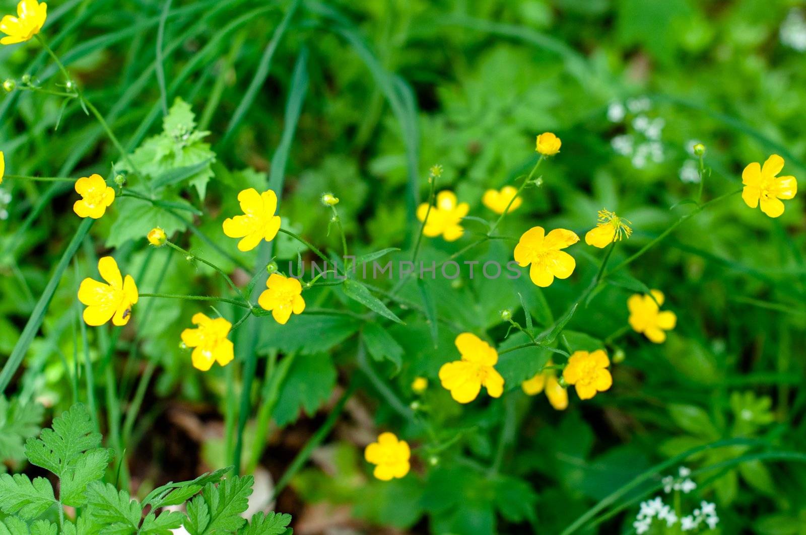 Closeup of buttercups amongst woodruff white flowers