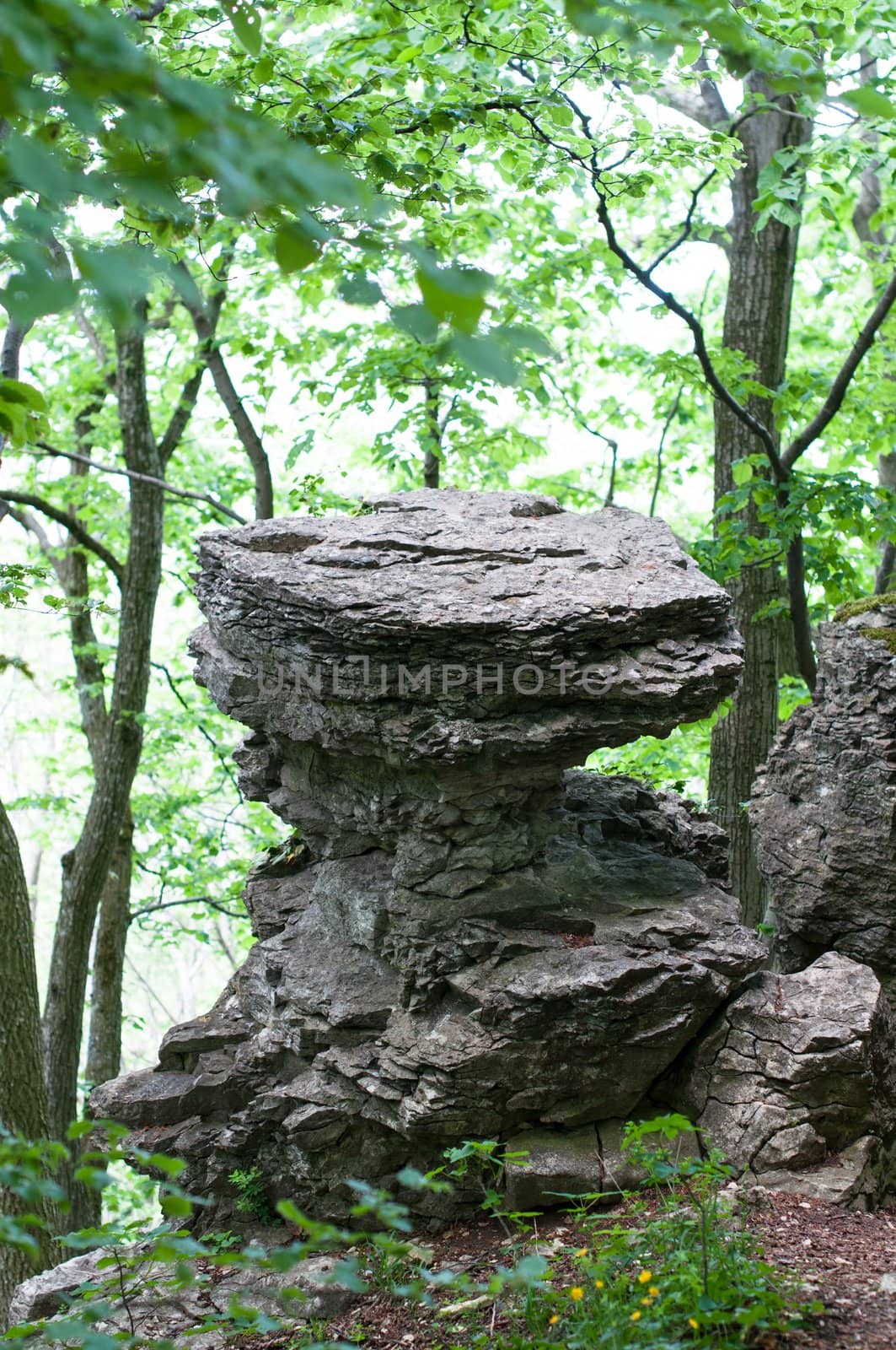 Funny table shaped rocks in beech forest