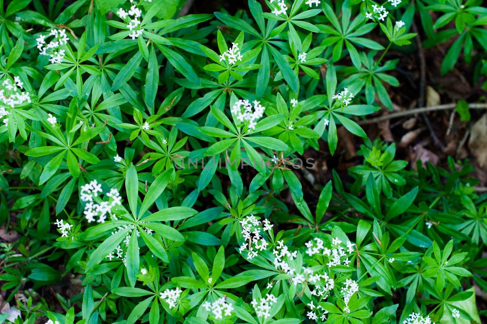 Closeup of woodruff white flowers in spring (Waldmeister - Gallium odoratum)