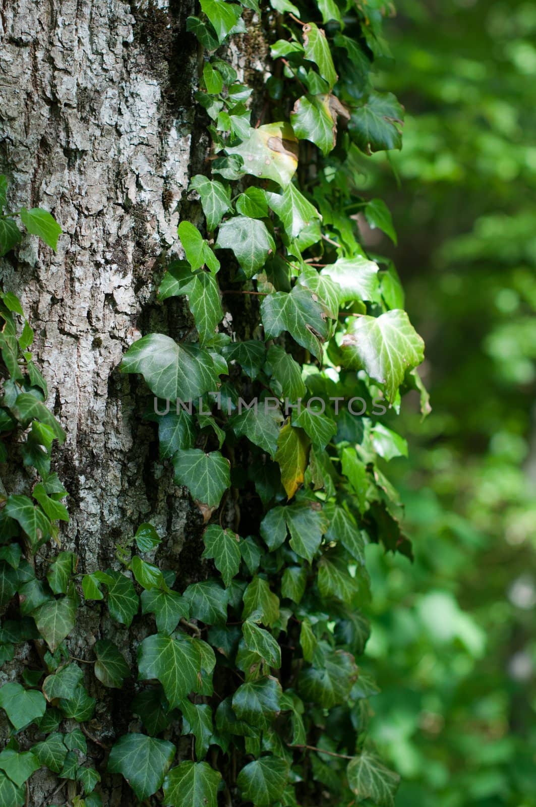 Old tree trunk with English ivy in bright spring sun