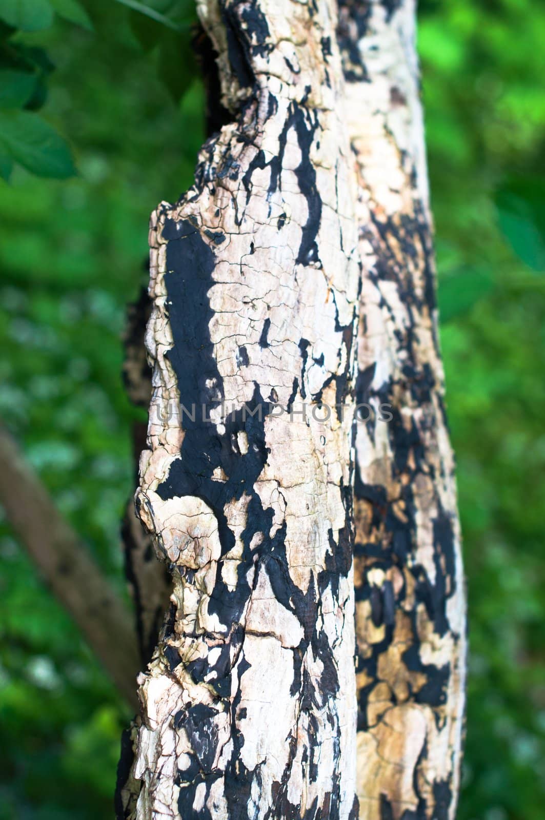 Close up of a rotten tree stump covered with moss