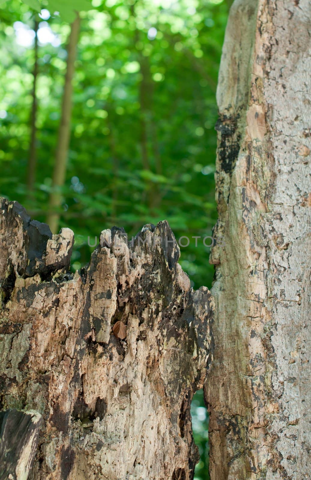 Close up of a rotten tree stump covered with moss