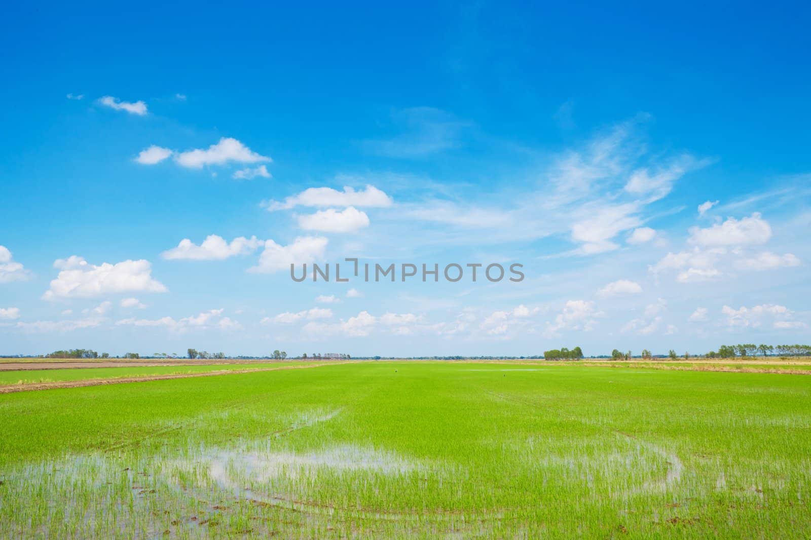 Summer green field and blue sky
