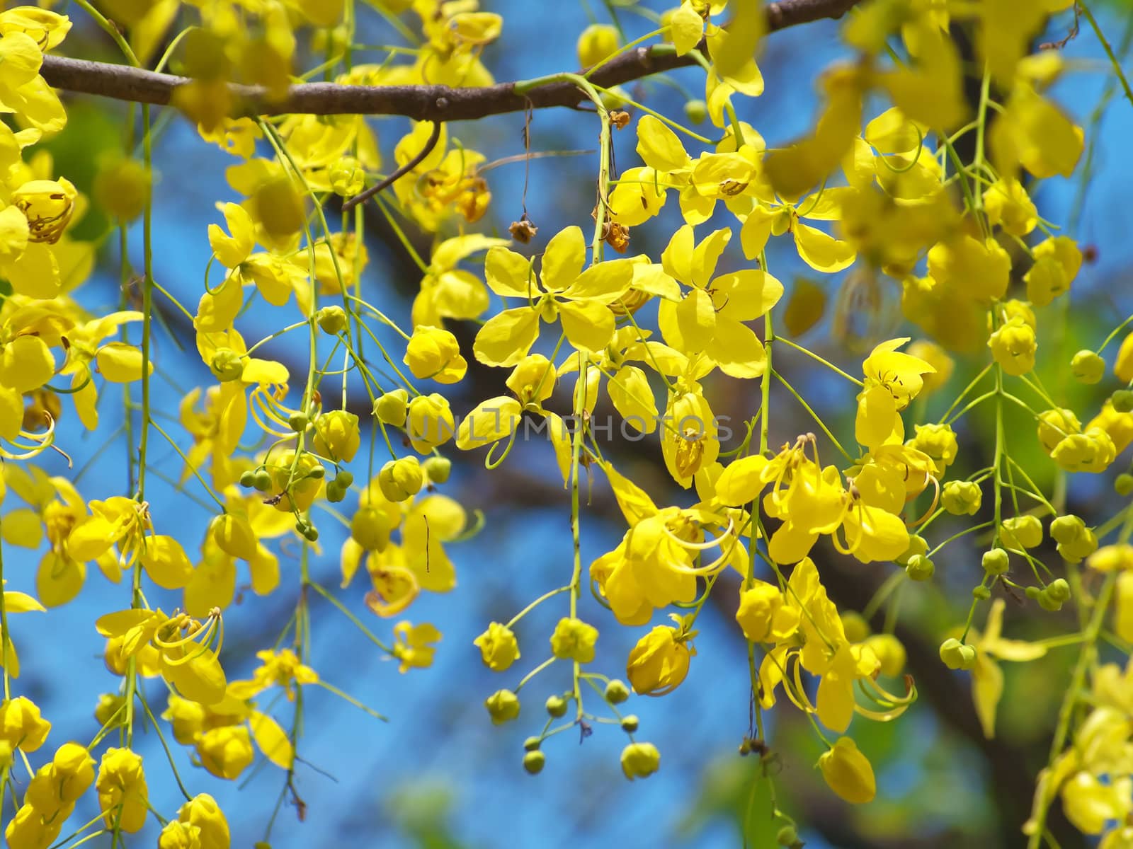 Golden shower tree National Tree of Thailand, Cassia fistula, Family Fabaceae