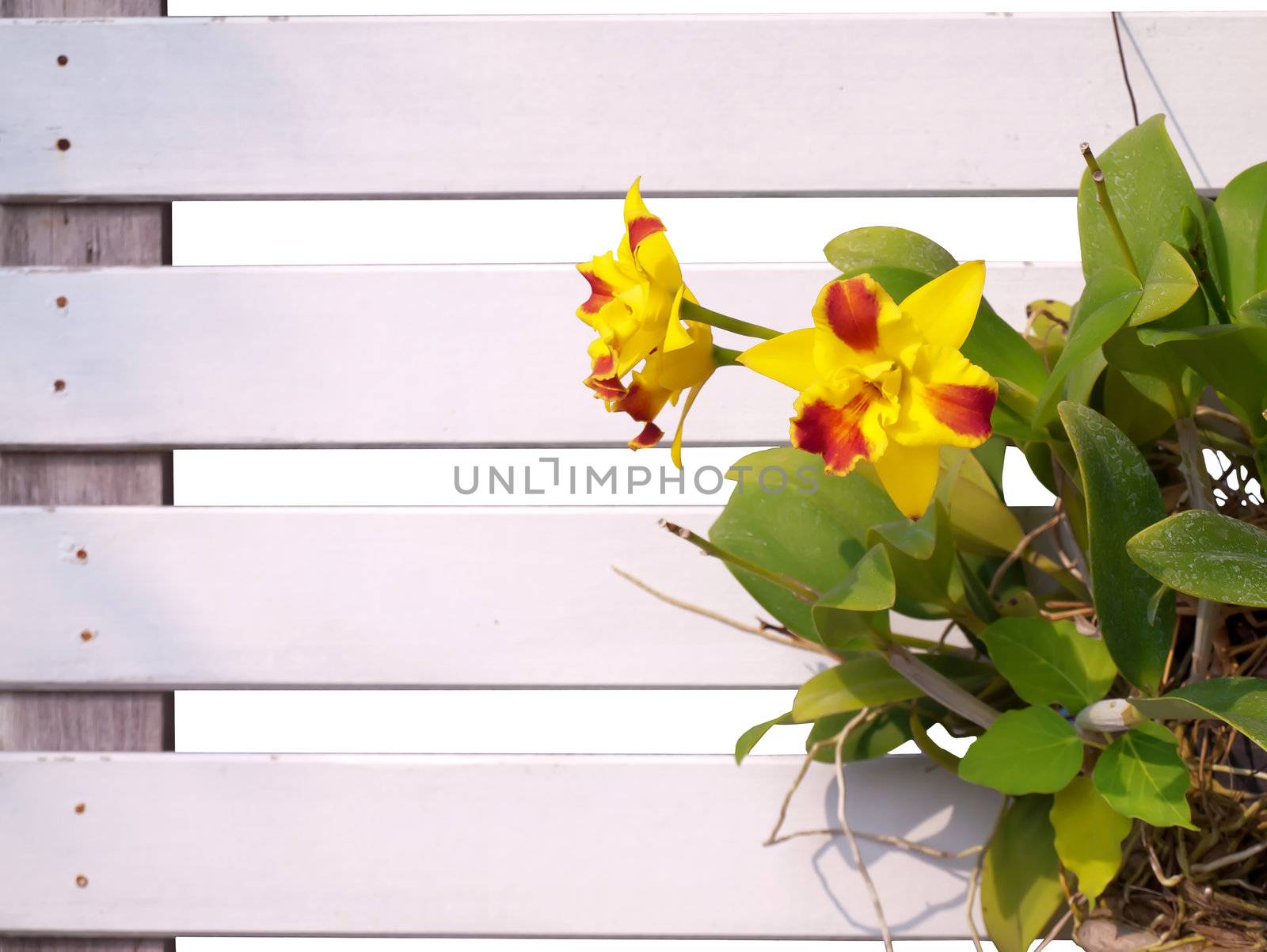 Small cattleya orchid hanging on lath isolate on white