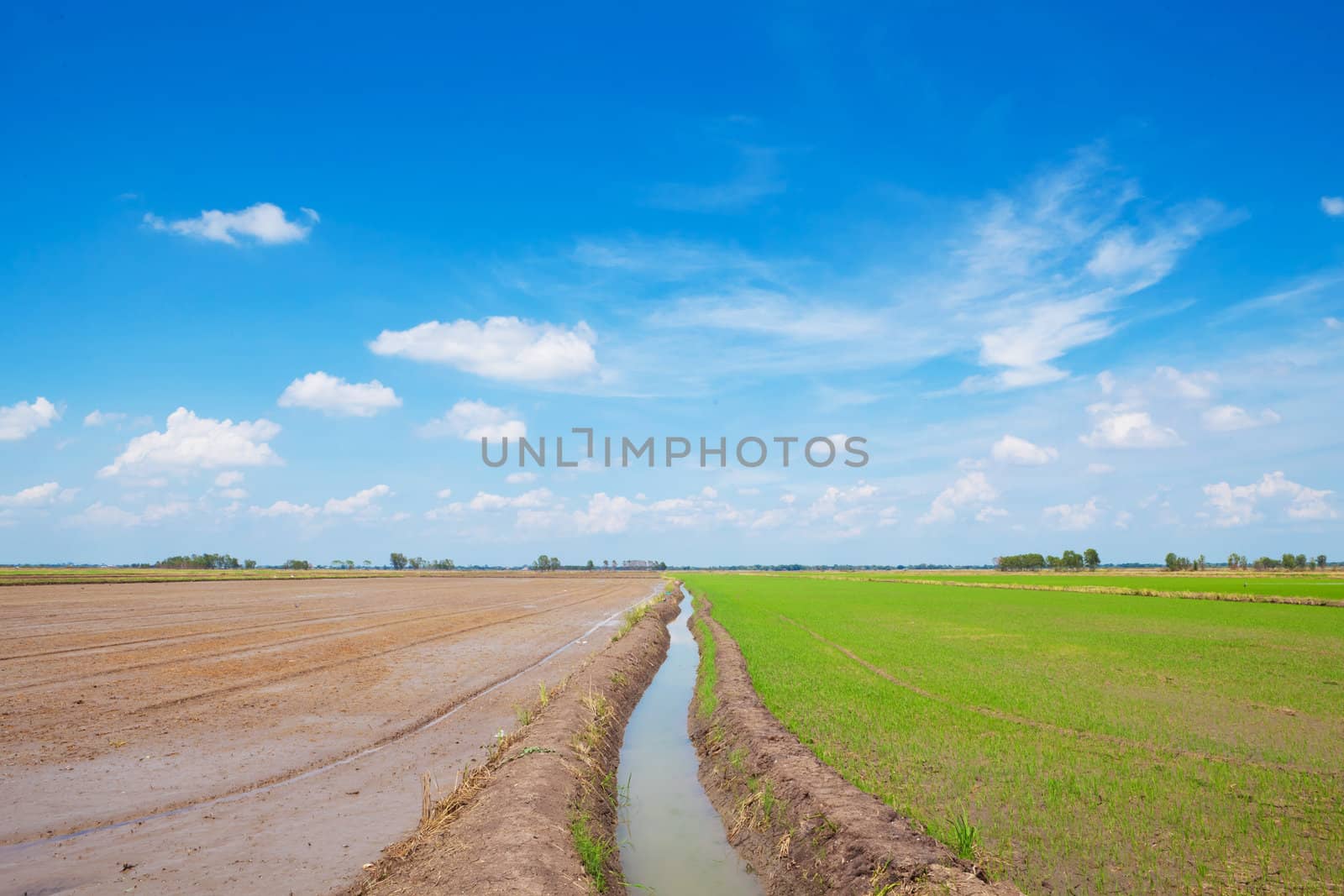 Summer green field and blue sky