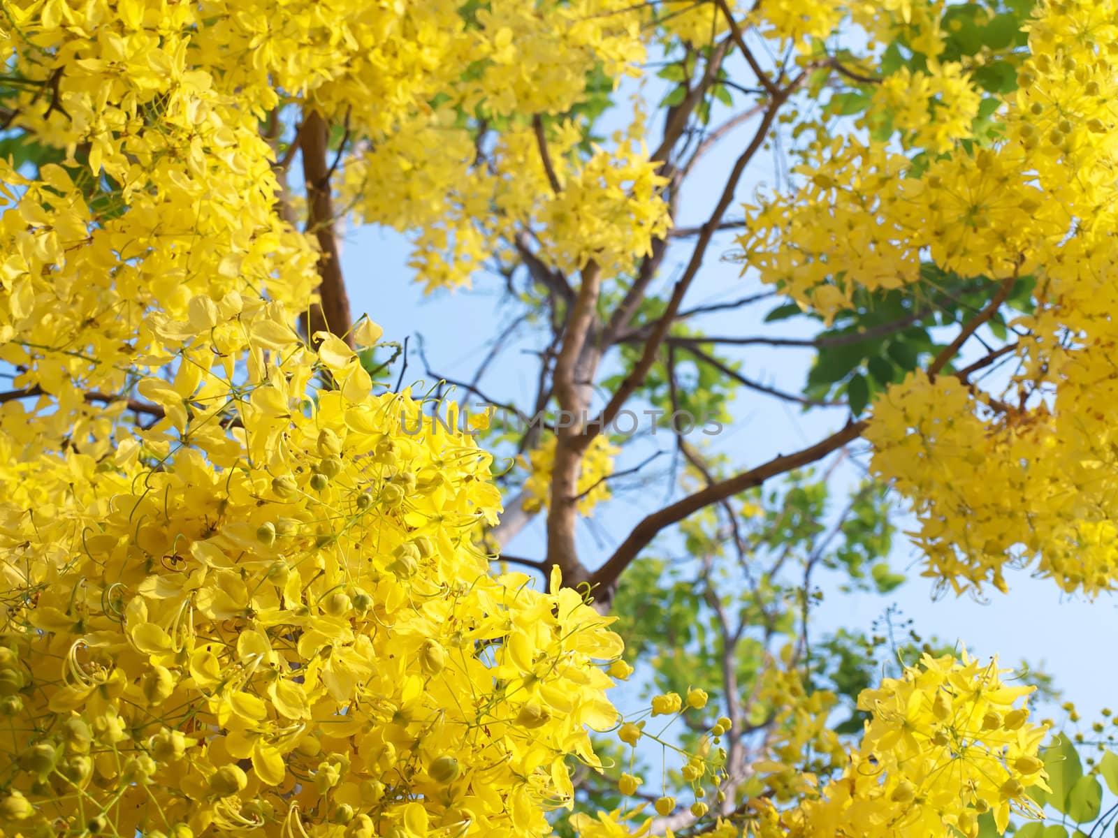 Golden shower tree National Tree of Thailand, Cassia fistula, Family Fabaceae