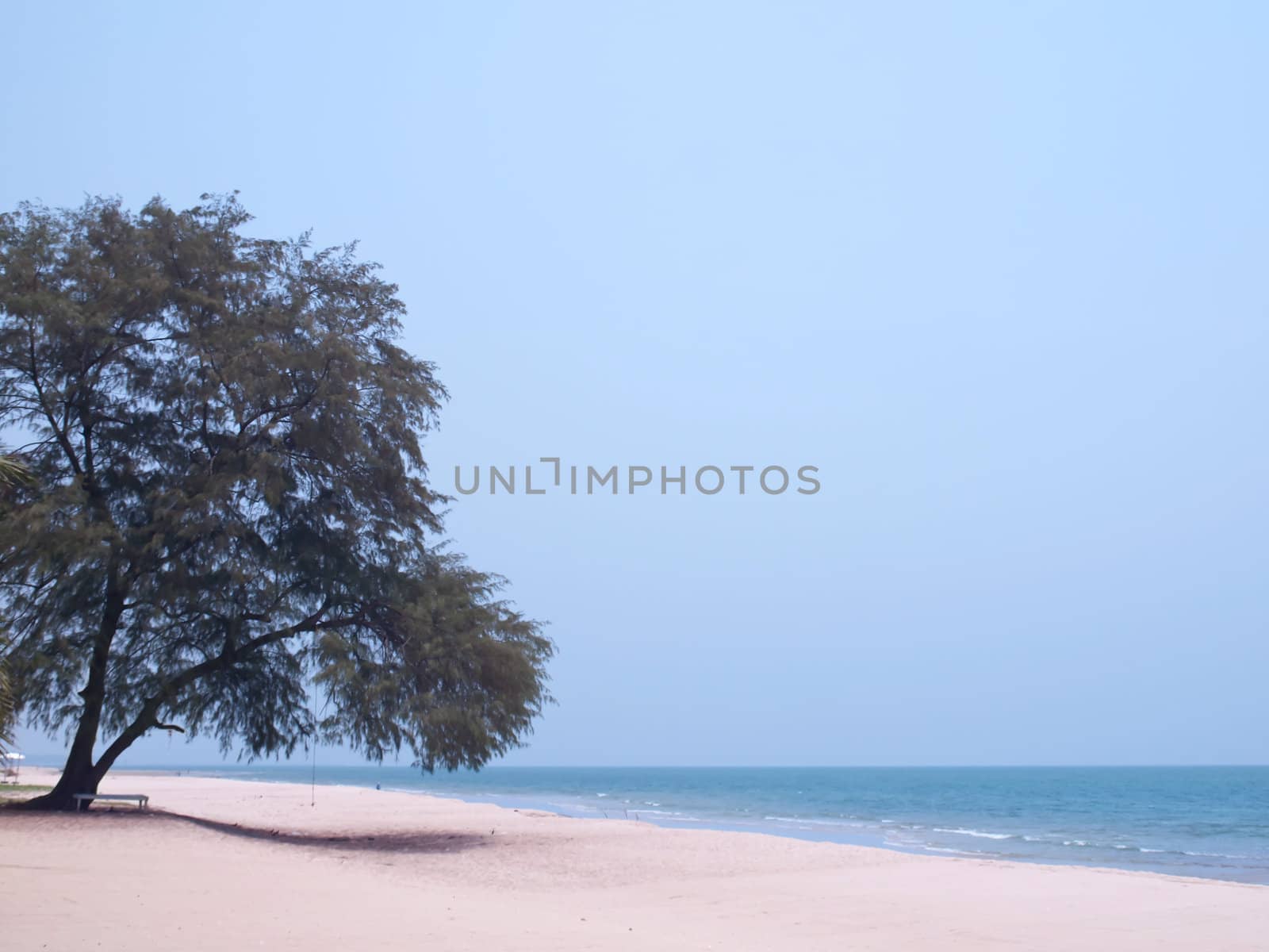Lonely pine tree at the tropical beach