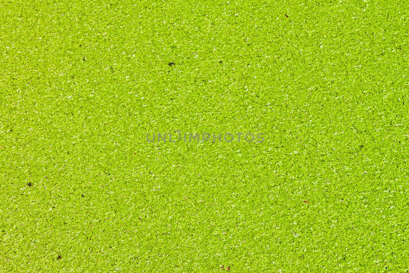 The surface is covered with green duckweed.