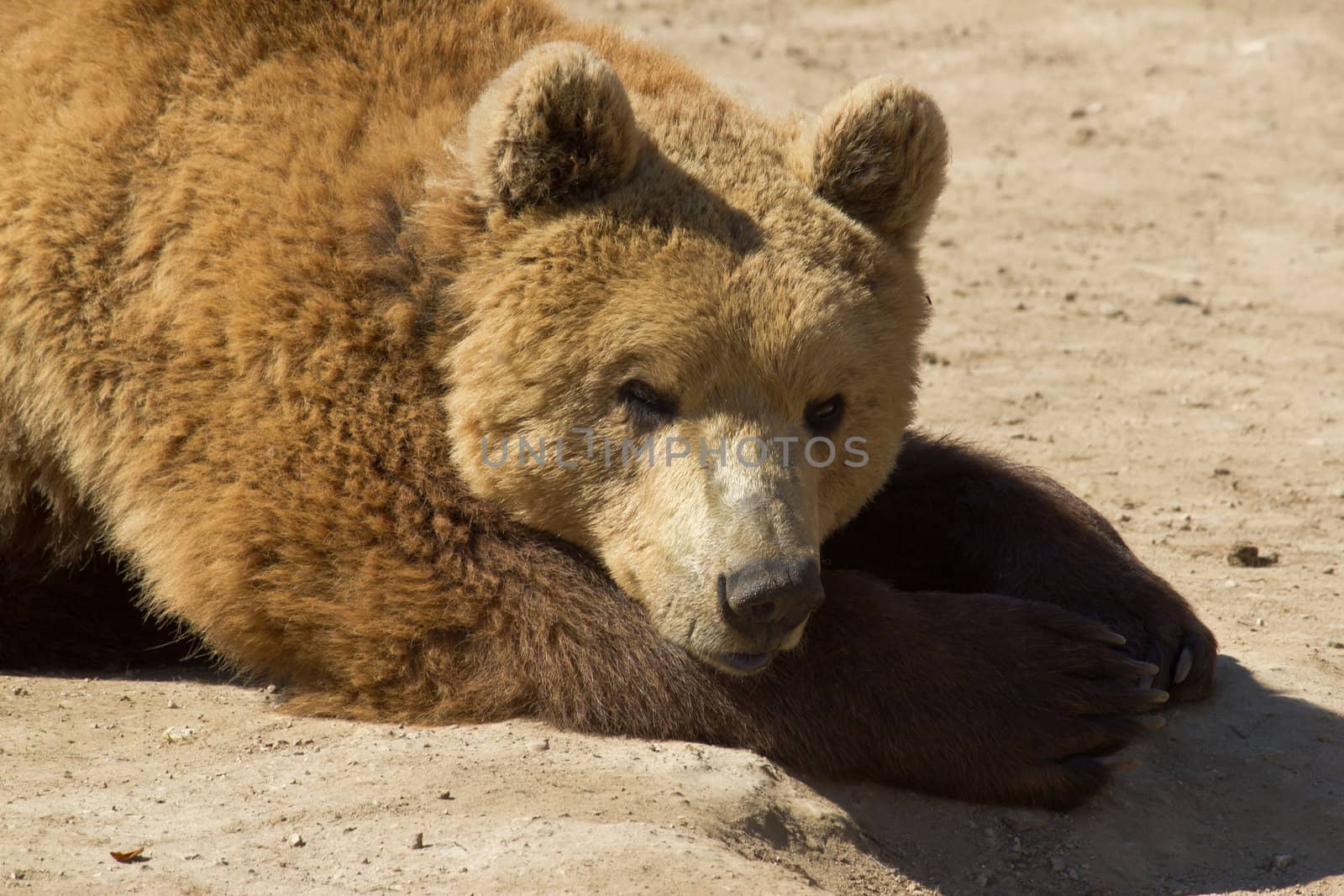 Brown bear portrait in Lika, Croatia