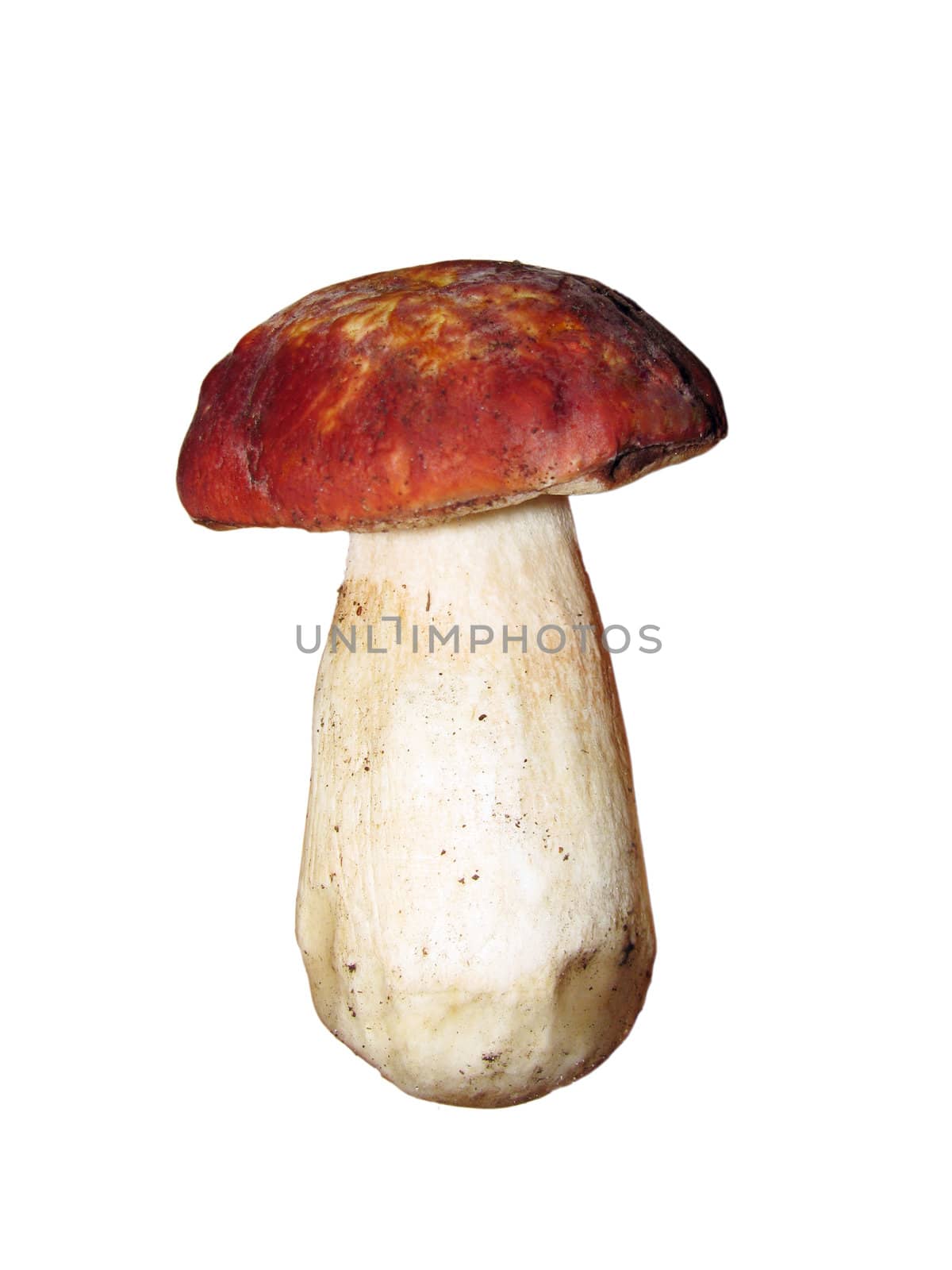eatable mushroom isolated on white
