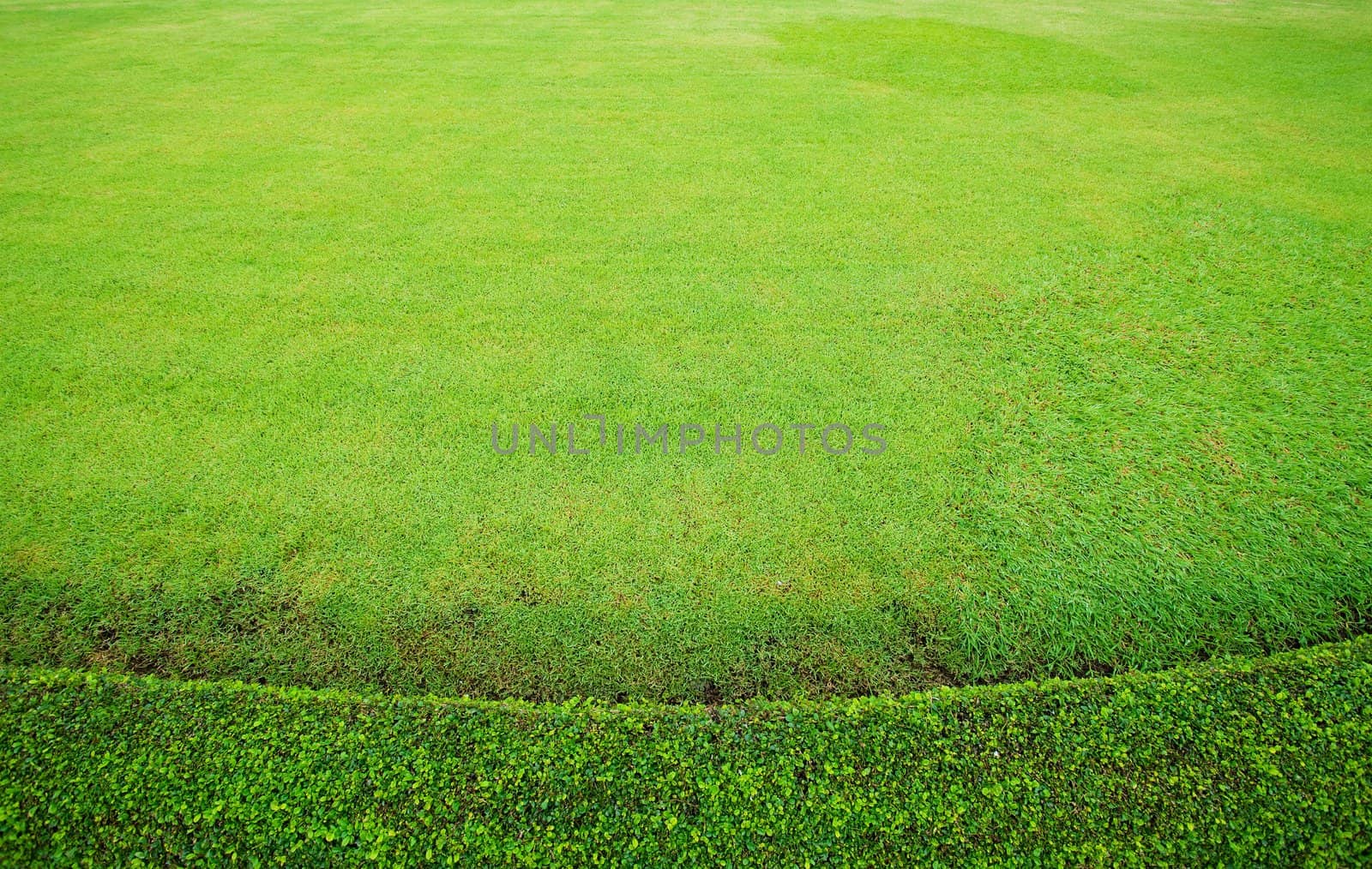 beautiful green grass in garden
