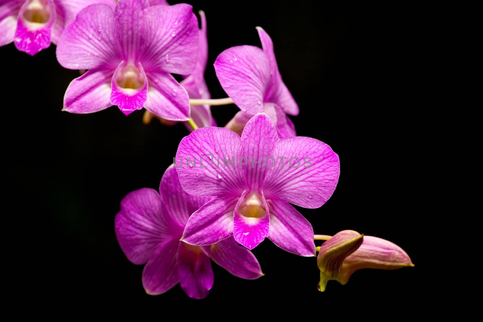 pink orchid on black background