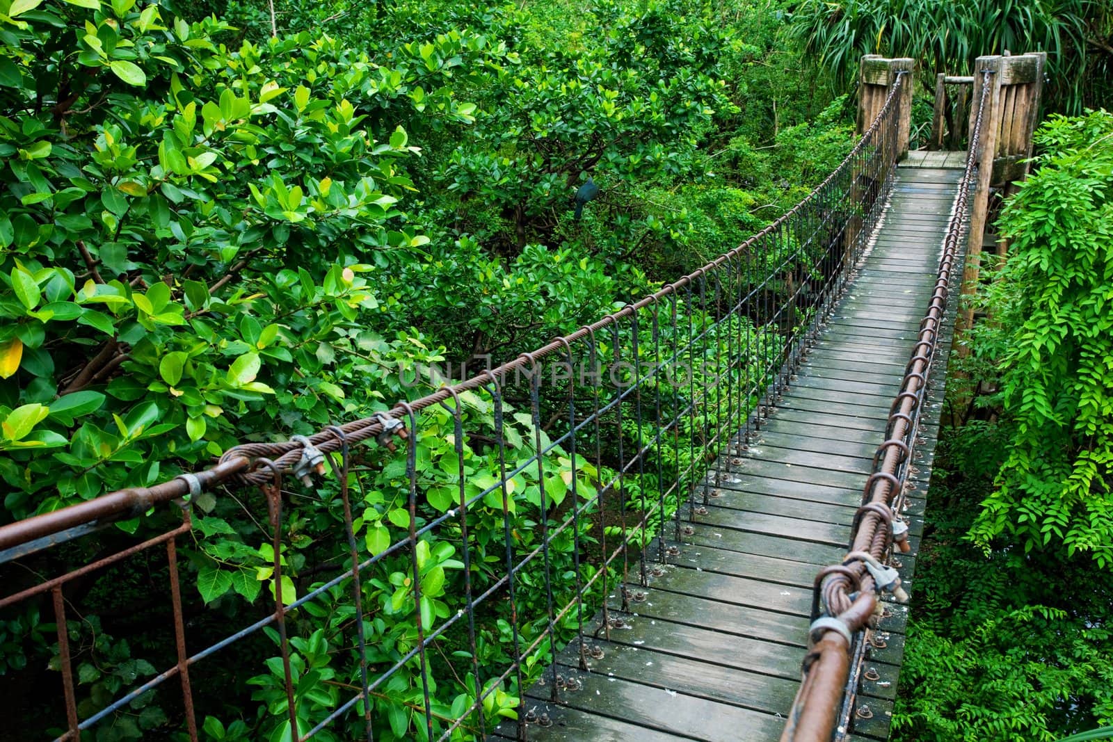 Rope walkway through the treetops in a rain forest
