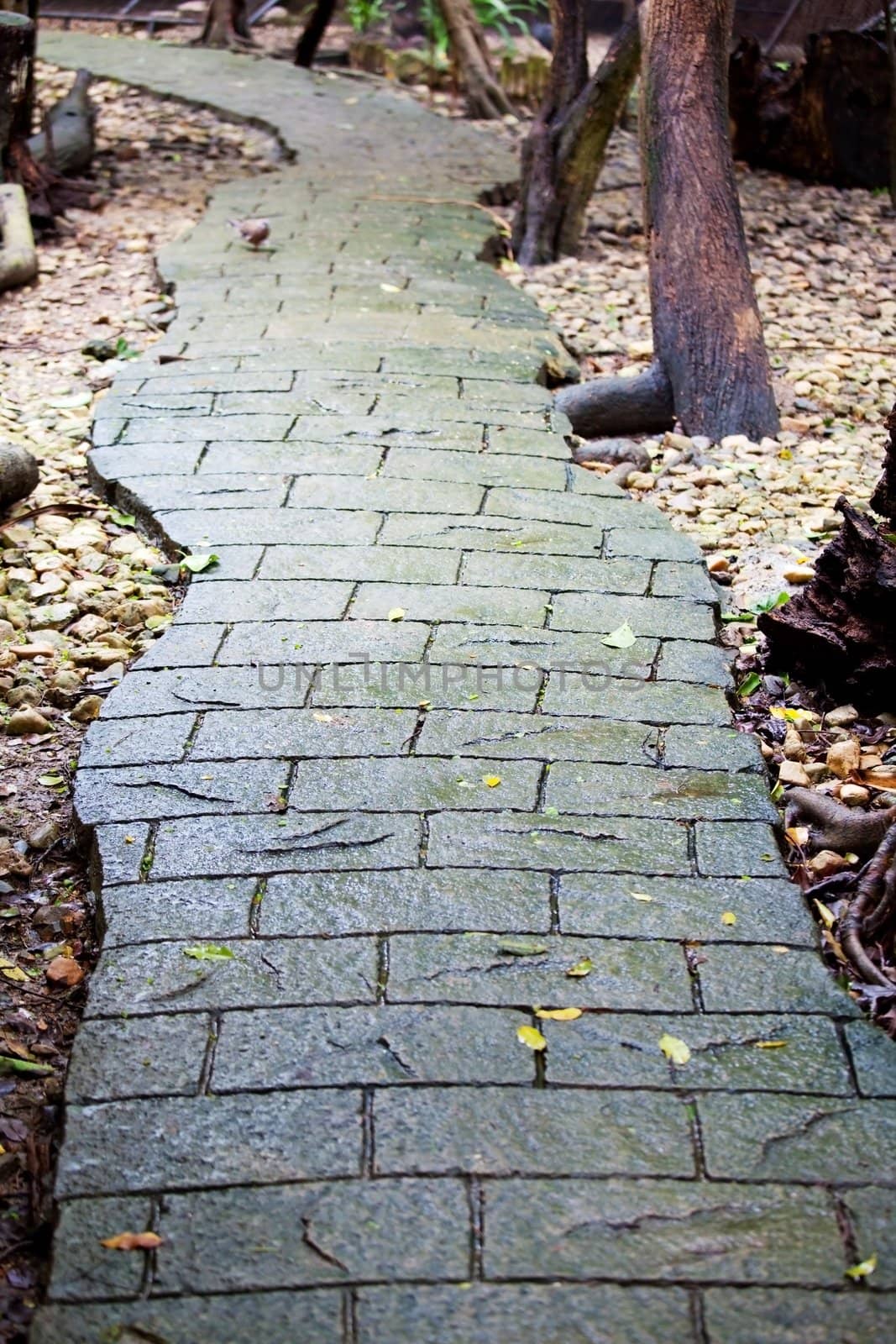 walkway in garden