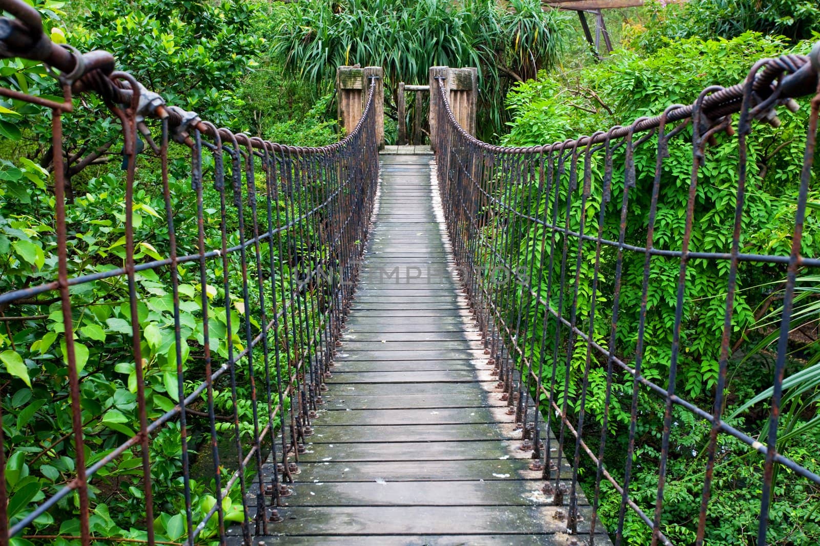 Rope walkway through the treetops in a rain forest